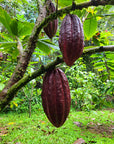 Cacao | Huni Kuin Hapé