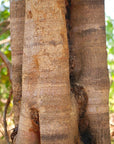 Caneleiro (Earth) | Huni Kuin Hapé