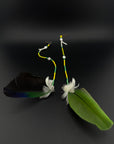 Green Solo Feather Huni Kuin Earrings