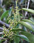 Signature Blend | Premium Gesileu Hapé