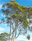 Eucalyptus | Huni Kuin Hapé