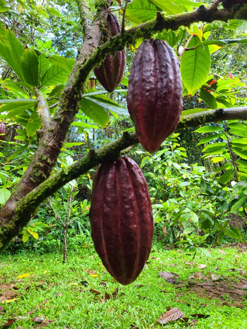 Cacao | Huni Kuin Hapé