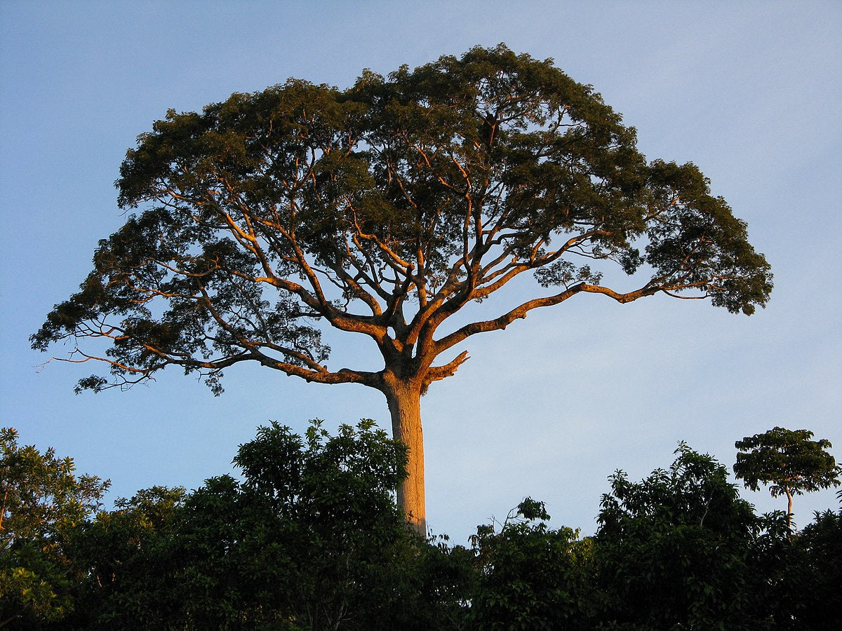 Samauma Flower | Huni Kuin Hapé
