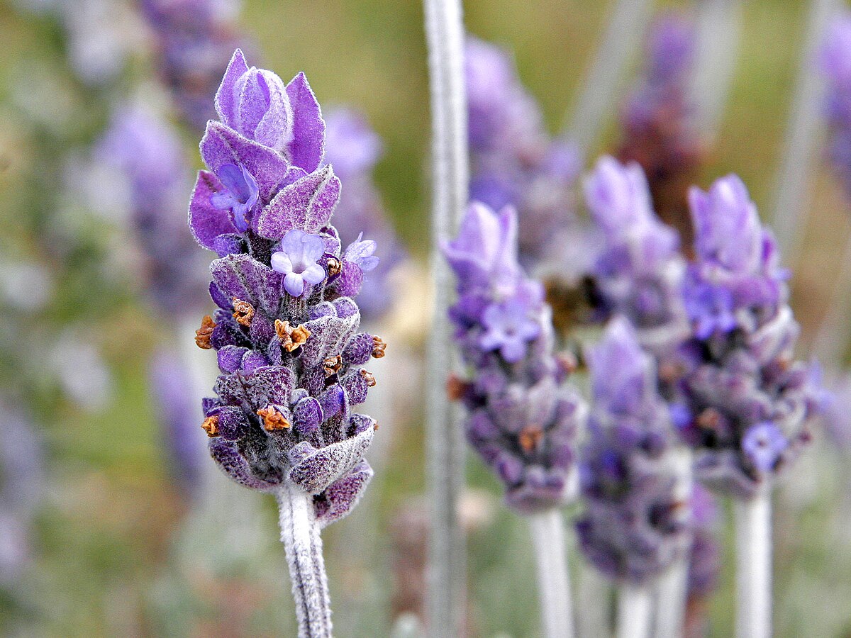 Lavender | Huni Kuin Hapé