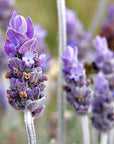 Lavender | Huni Kuin Hapé