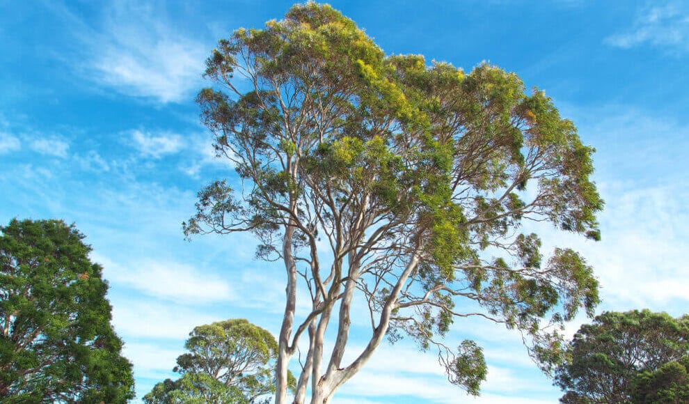 Eucalyptus | Huni Kuin Hapé