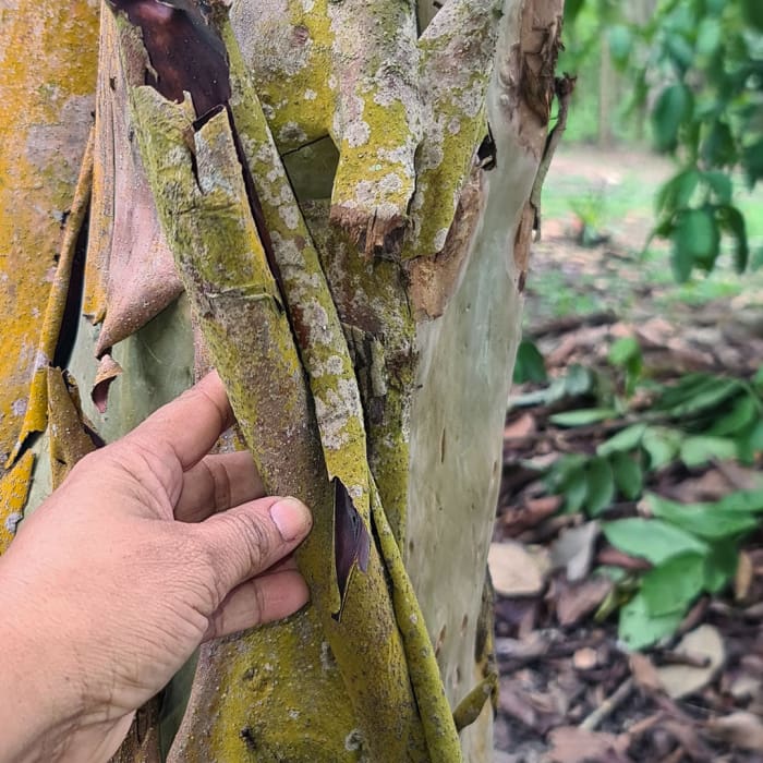 Mulateiro | Huni Kuin Hapé