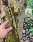 Mulateiro | Huni Kuin Hapé