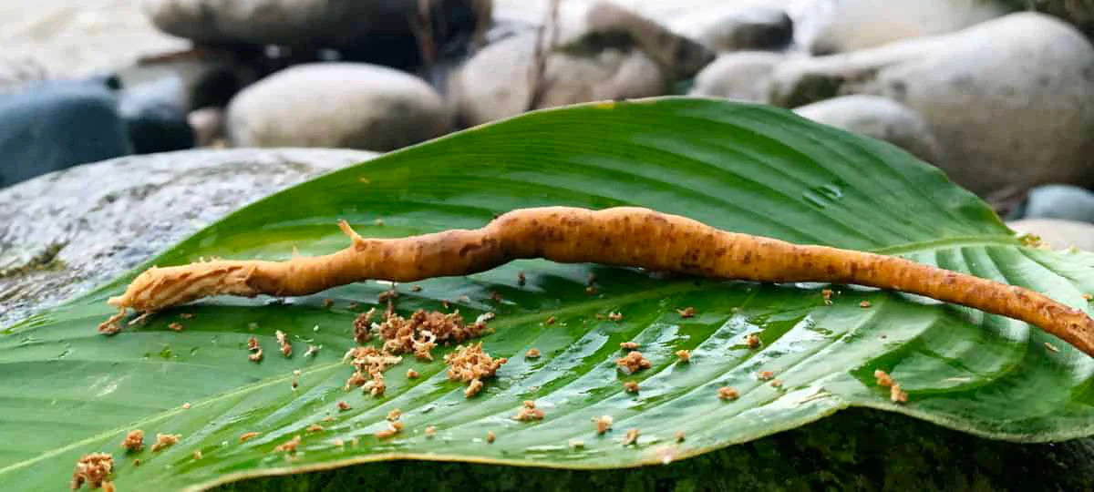 Sananga | Premium Huni Kuin Hapé